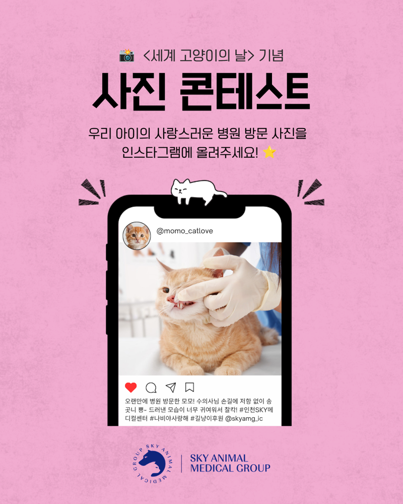 세계 고양이의 날 사진 콘테스트 안내 카드